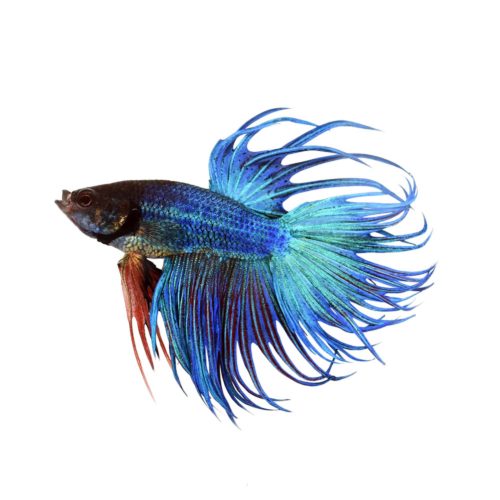 petco betta fish