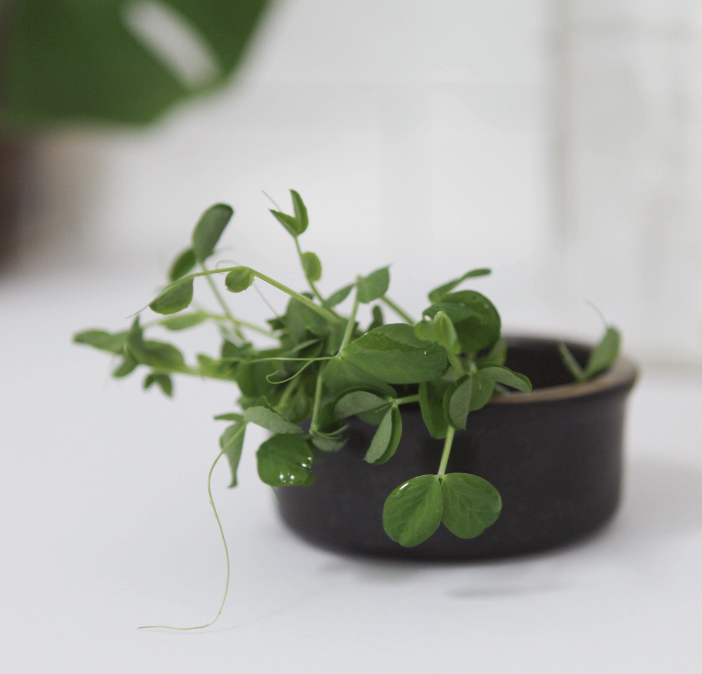 Top 4 Healthiest and Tastiest Microgreens to Eat and Grow