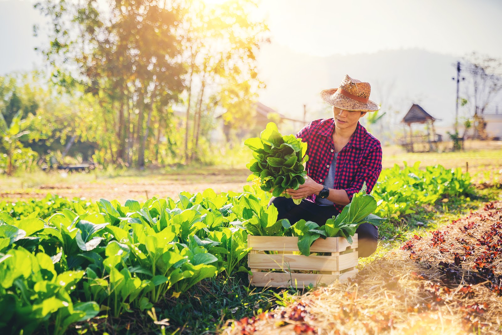 A Beginner's Guide to Home Vegetable Gardening