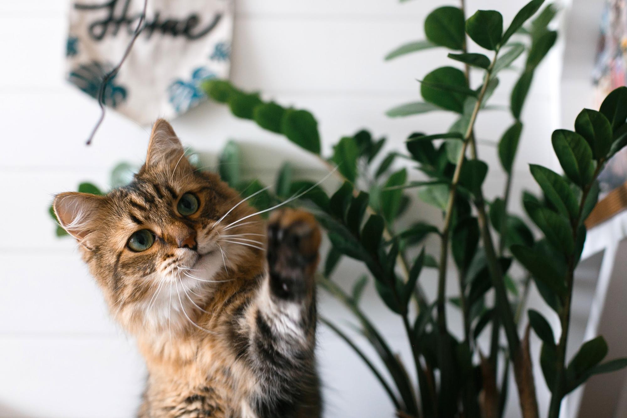 Houseplants Safe For Cats And Dogs 13