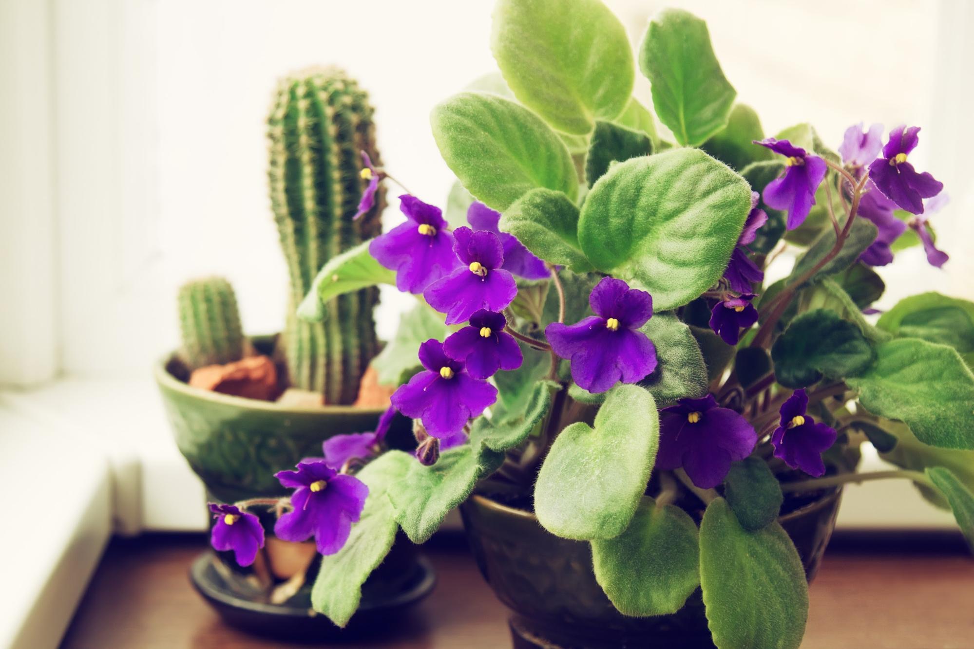 1. African Violet